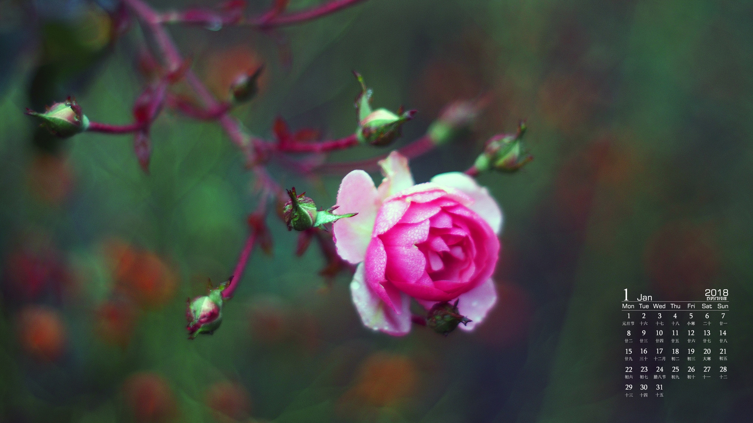 2018年1月清新植物花卉摄影图片高清日历壁纸